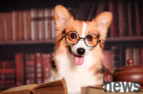 Dogs miss their owners and can do this kind of thing. Dogs occupy many of them at home