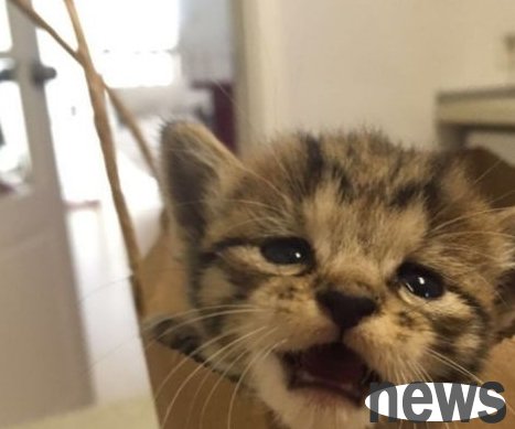 The cat cub was cruelly abandoned in the river, and his screams were 