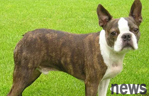 How to help dogs moisturize their intestines? What are the methods?