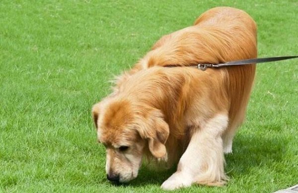 How to train your dog at home to avoid picking up food