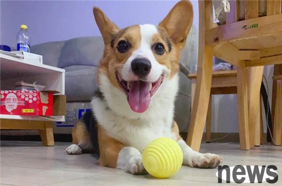 What kind of game is better for puppies to play? How should puppies train to shoot balls?