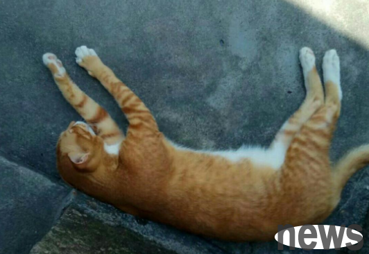 The orange cat turns into a dad, and she is powerful in spoiling her baby and sleeping with her baby. She looks very warm