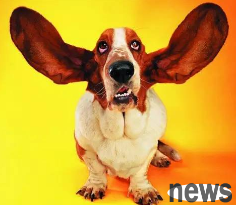 Dogs’ ears must be very careful!