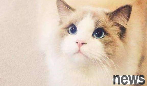 Origin of Naibe Longhaired Cat | I met dogs before, but now I know all kinds of beautiful cats