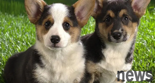 How to treat jaundice when dogs suffer from jaundice? Come and have a look