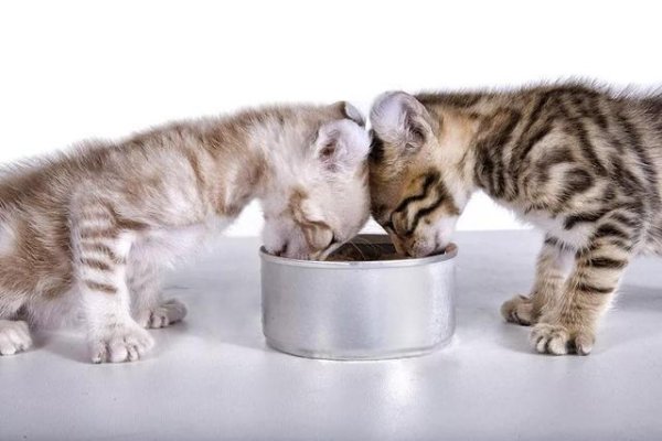 Cats eat these foods, which are more 