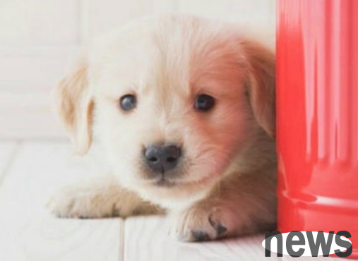 What can puppies eat to supplement nutrition?