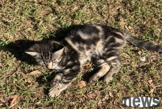 A woman went out to walk her dog, but was strolled by 10 kittens, and ran to go home with her