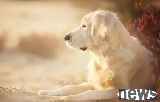 Several ways for dogs to feel lonely, don’t ignore them, otherwise the adverse effects will be more serious