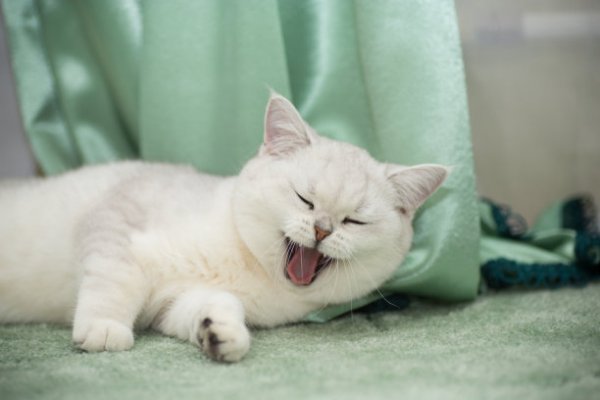 A strange mother cat gave birth to a kitten | A man went back to his room to get clothes and accidentally found that a strange mother gave birth to a litter of cats under the bed