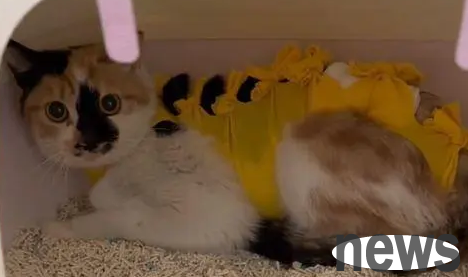 The cat I picked up was very fierce after being sterilized, and the woman brought her mother directly.