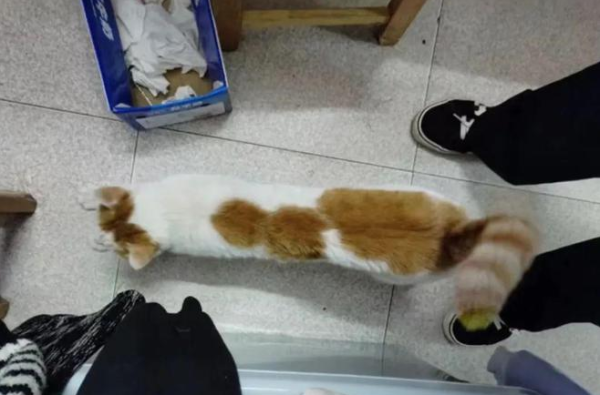 The cat at the netizen s house was lost, and in grief, he found that the cat was enjoying the whole life and wine!