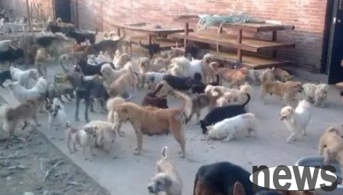 What are the problems you must pay attention to when buying a dog? Come and have a look
