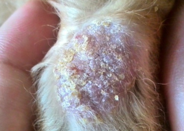 What are the symptoms of fungal skin diseases in dogs?