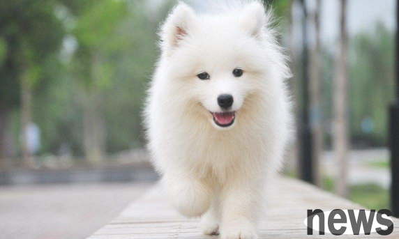 Keeping pets like this for a long time is to harm the dog. Pet owners should understand!