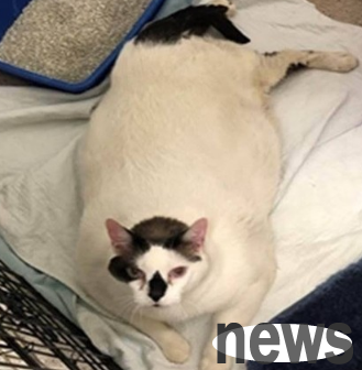 The biggest abandoned cat in history... It s so fat that it s not in a cage. After measuring weight, the shelter staff s face was frightened