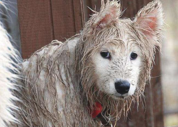 The 3 most reluctant dogs to entertain in pet clinics