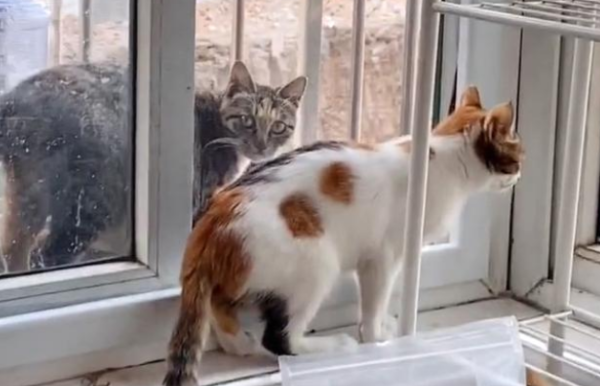 The cat mother who took the child to take in was sad to see the food behavior. The cat: hide it and eat the next meal