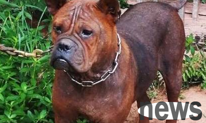 Many people don’t know about several types of dogs that are very easy to scare people!