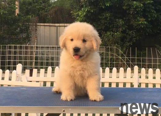 The golden retriever was standing high in the sky and was happy when suddenly the kitten jumped up, the dog: You are so awesome