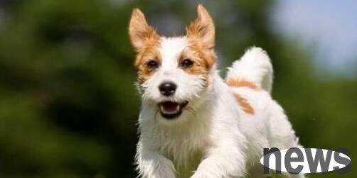 How can I completely eradicate the roots when a dog has tapeworms? This method works