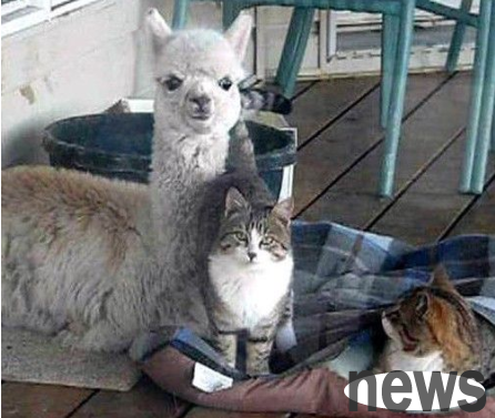 Alpaca was assimilated by Cat Stars and mistakenly thought that it was also a cat