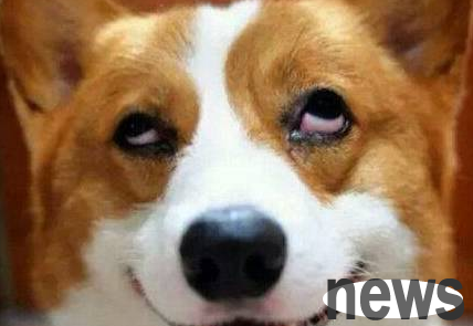 There are many dogs with no attack ability, especially suitable for feeding at home.