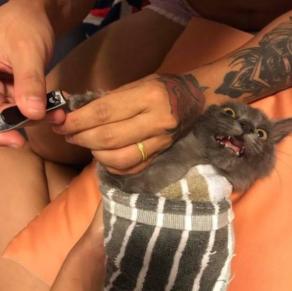 The cat scratched his owner while being vaccinated, but his nails were cut to avoid future troubles. His acting skills were as impressive as the best actor!