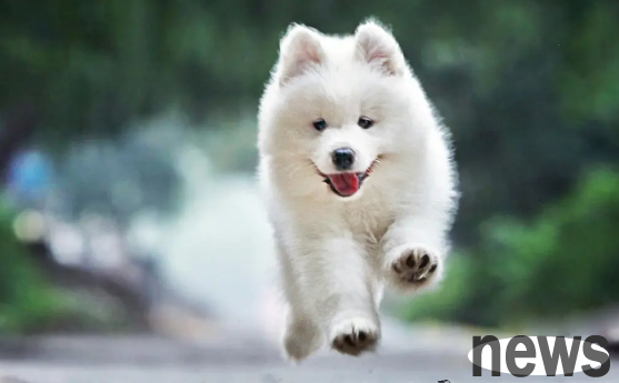 The top five unfaithful dogs in the world, are your dogs on the list?