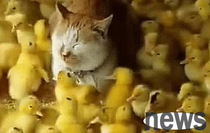 The orange cat made a mistake and refused to correct it. The owner cruelly locked it up with the duck. He was stunned when he went to see it the next day.