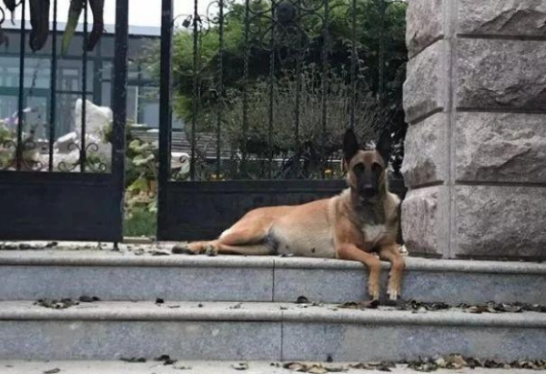 The retired working dog was abandoned and waited for death alone. The appearance of a three-cat cat changed everything!