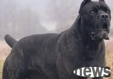 The world s three major banned dogs can kill tigers alone!