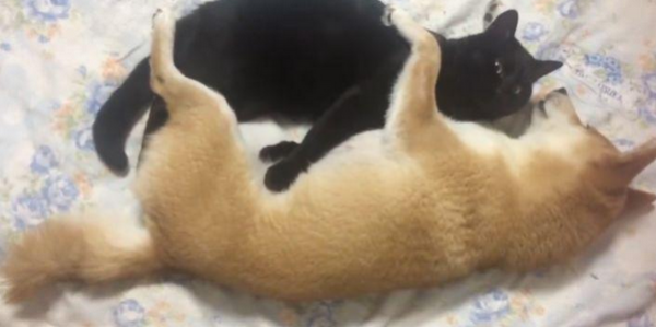 Shiba Inu doesn’t take cats seriously, and teases cats in different ways every day. The cat: Who will save me?