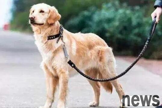 A summary of the three types of dogs in the dog world that come with body fragrance. Come and see if there is any dog ​​from your house!