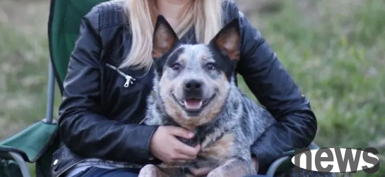 What is the personality of Australian cattle dogs? Come and have a look?