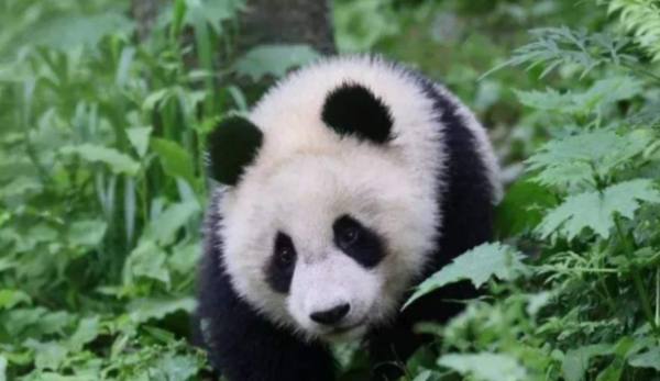Xiong Tuanzi tried to climb over the fence, but met a 
