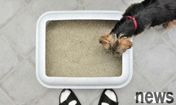 Why do dogs eat cat shit? It s because of this