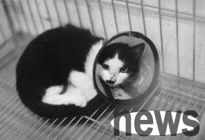 Hangzhou s first stray cat, Xiaomei, was snatched by a publicly paid stray cat, who was snatched by a Hangzhou girl born in the 1980s