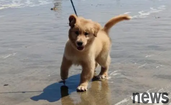 What should I pay attention to when taking my dog ​​to the beach? A article will help you explain in detail