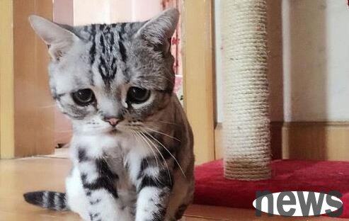 A cat of grievance became popular on the Internet, which aroused the attention and heated discussion among netizens