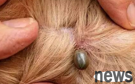 What are the early symptoms of being bitten by a tick? Are the consequences serious?
