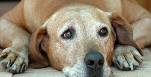 How to get along with a pet with hearing impairment? Teach sign language, whether it is a cat or a dog!