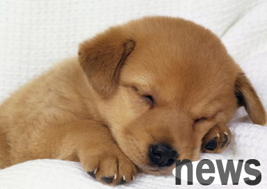 What to do if a dog has fever at home? I ll tell you!