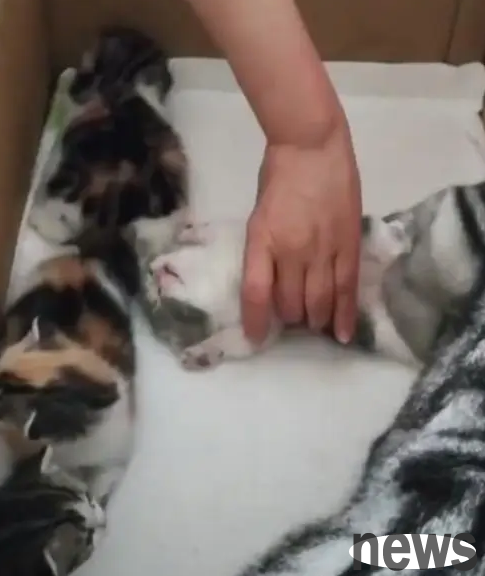 The female cat gave birth to 5 little cats. When feeding her, she saw a scene in front of her and laughed. The cat said: My son is sleepy!