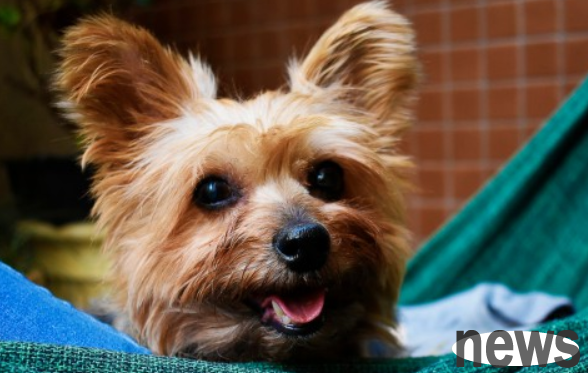 How long does it take to take a shower after a puppy is vaccinated? Come and find out quickly~