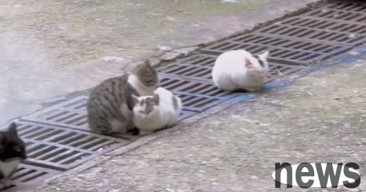 Five stray cats nested on the manhole cover, and the man felt distressed when he saw it