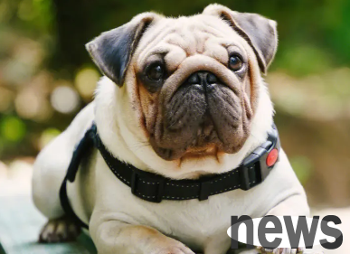 How to treat a dog s stomach and poor stomach? Come and find out