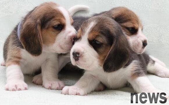 How to avoid buying a weekday dog? This article tells you