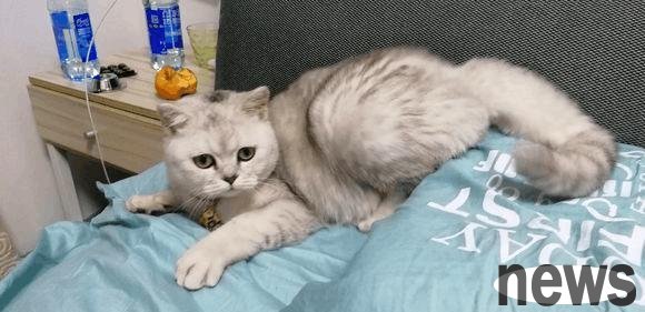 The cat was cut by a drunk barber, and the barber was sober.