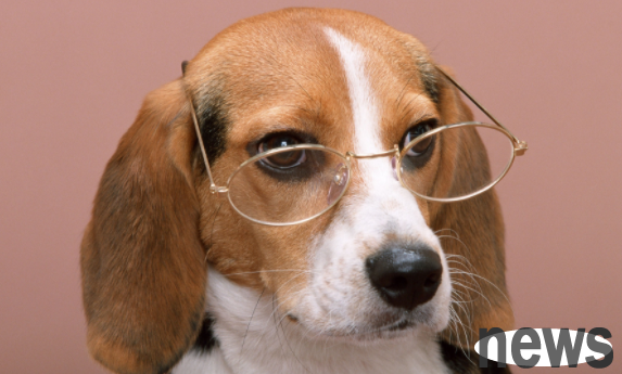 What can puppies not in full moon eat? This article has an answer!